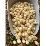MAIZ BLANCO 1KG PARTICLES FOR FISHING - Imagen 1