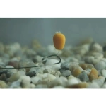 Enterprise Tackle Pop Up Maize - Imagen 2