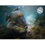 WAFTER DEPHIN D SNAX PLUM - MULBERRY - Imagen 2