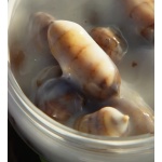 Chufas White Boom XXL Krom Quality - Imagen 3
