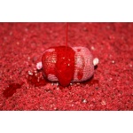 Dip Booster Banana & Strawberry 300ml Pro Elite Baits - Imagen 3