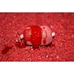 Dip Booster Banana & Strawberry 300ml Pro Elite Baits - Imagen 3