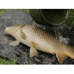 MOQUETA DELPHIN CARPMAT BANX CAMO 90X50 - Imagen 2