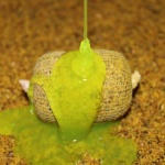 Stick Mix Piña Scopex Pro Elite Baits - Imagen 3